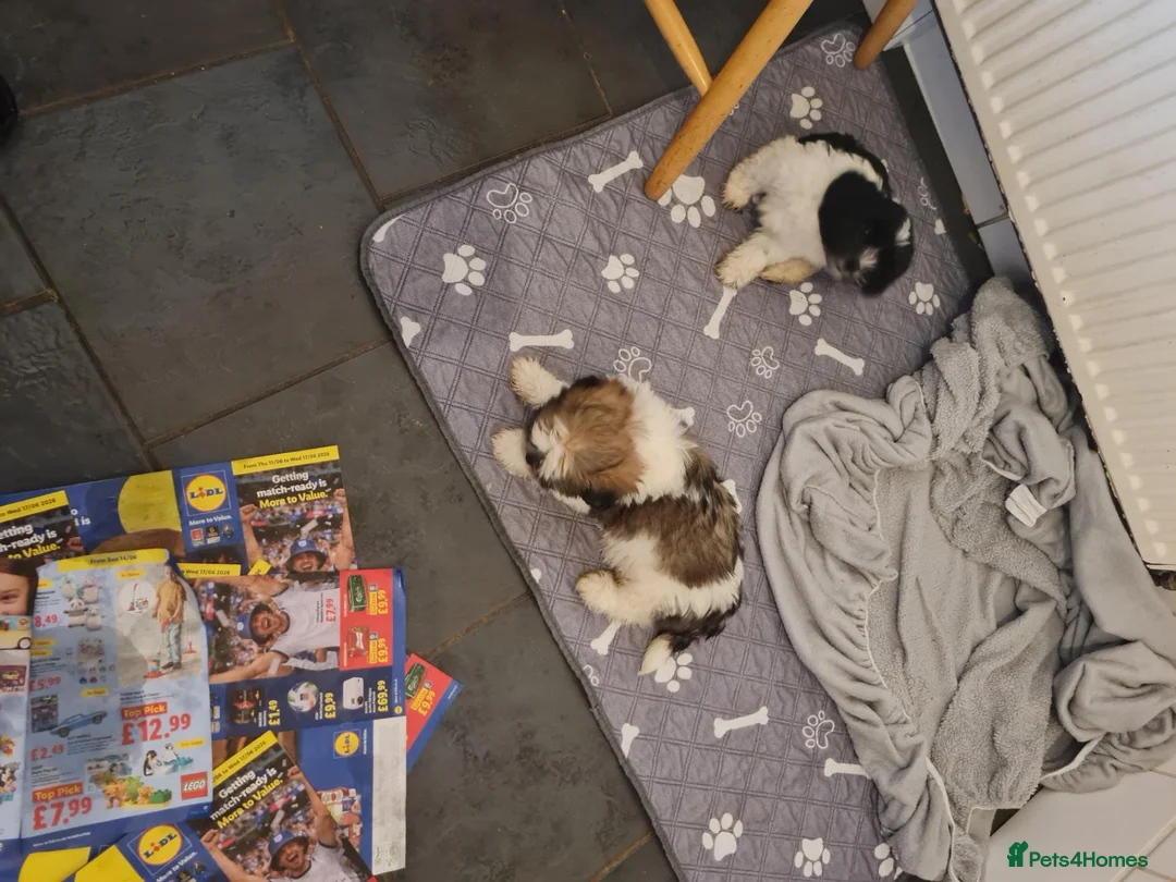 Mixed Breed dogs for sale: Shizu-tibetan terrier  - Advert 2
