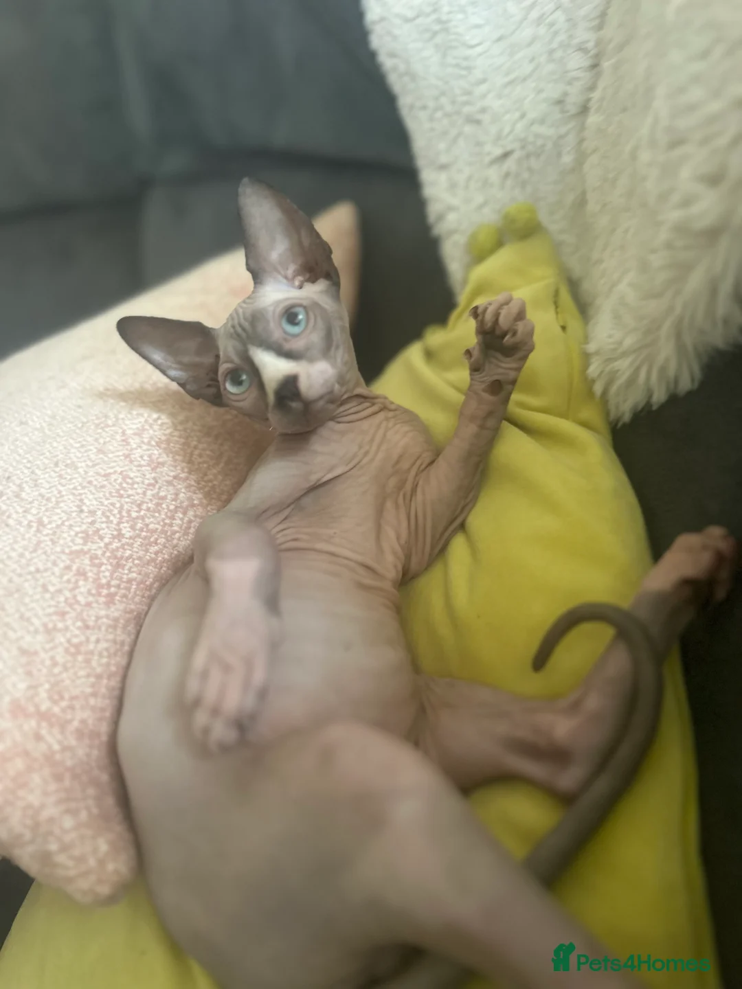 Sphynx cats for sale: Sphinx 2boys kitchens - Advert 2
