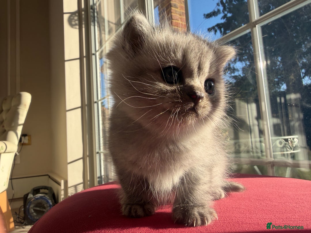 Scottish Fold cats for sale: Scottish fold/straight boy kitten - Advert 14