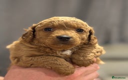 Cockapoo dogs for sale: Cockapoo puppies for sale central scotland - Image 3