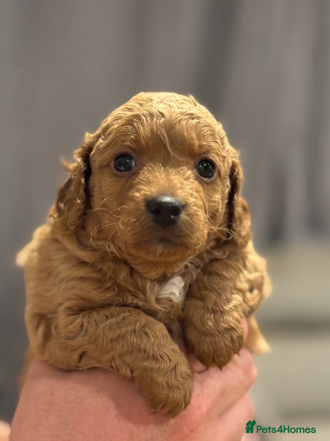Cockapoo dogs for sale: Cockapoo puppies for sale central scotland - Image 3