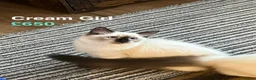 Ragdoll cats for sale: 💖Fabulous Pure Ragdoll Kittens Waiting for Love❤️ - Advert 2