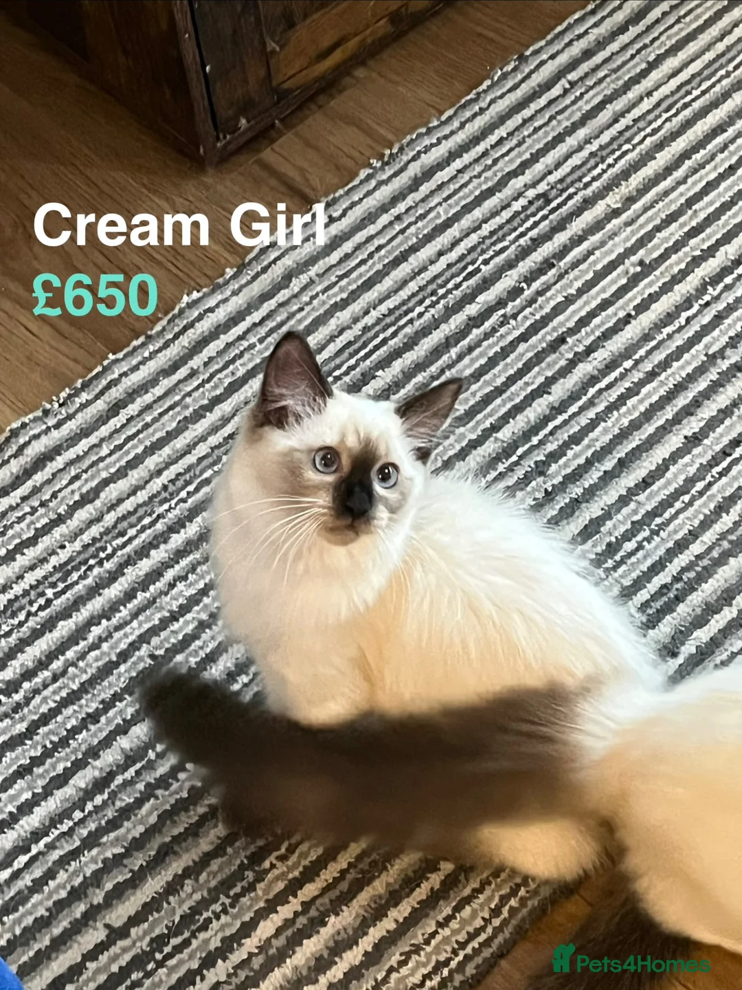Ragdoll cats for sale: 💖Fabulous Pure Ragdoll Kittens Waiting for Love❤️ - Advert 2