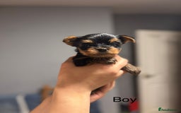 Yorkshire Terrier dogs for sale: Mini Yorkshire Terries  - Image 2