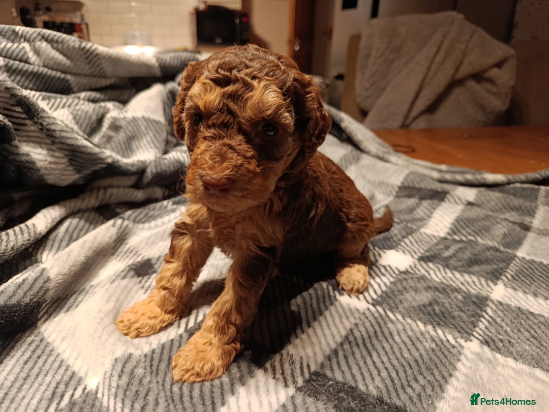 Cockapoo dogs for sale: F1b Cockapoos ** 2 left. - Advert 5