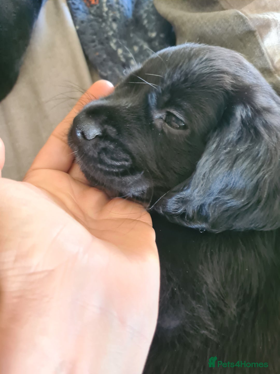 Mixed Breed dogs for sale: Beautiful litter of spaniel Cross  - Image 25