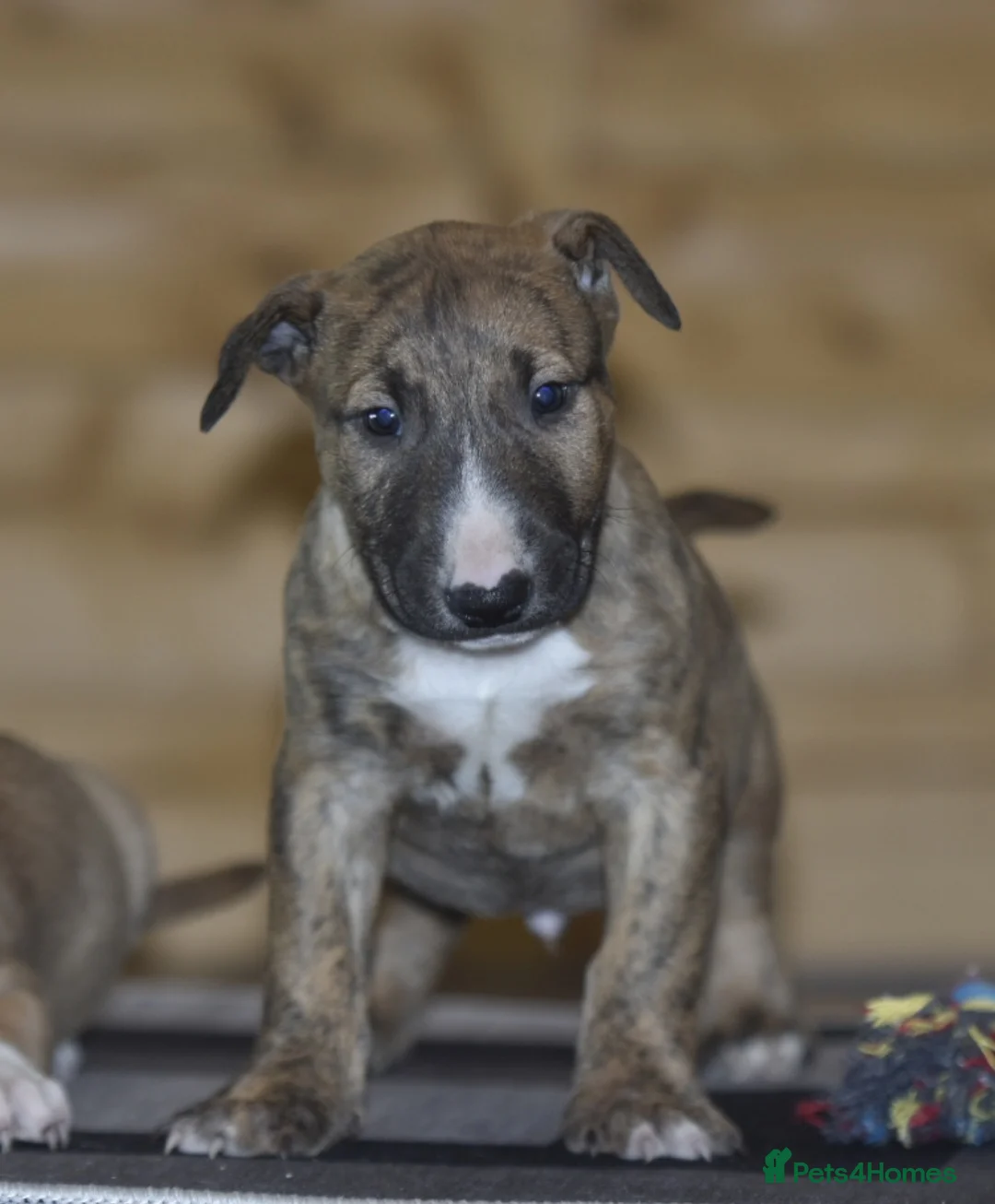 English Bull Terrier dogs for sale: UK's top quality ebt puppies - Advert 4