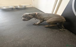 Staffordshire Bull Terrier dogs for sale: blue staffy puppies  - Image 15