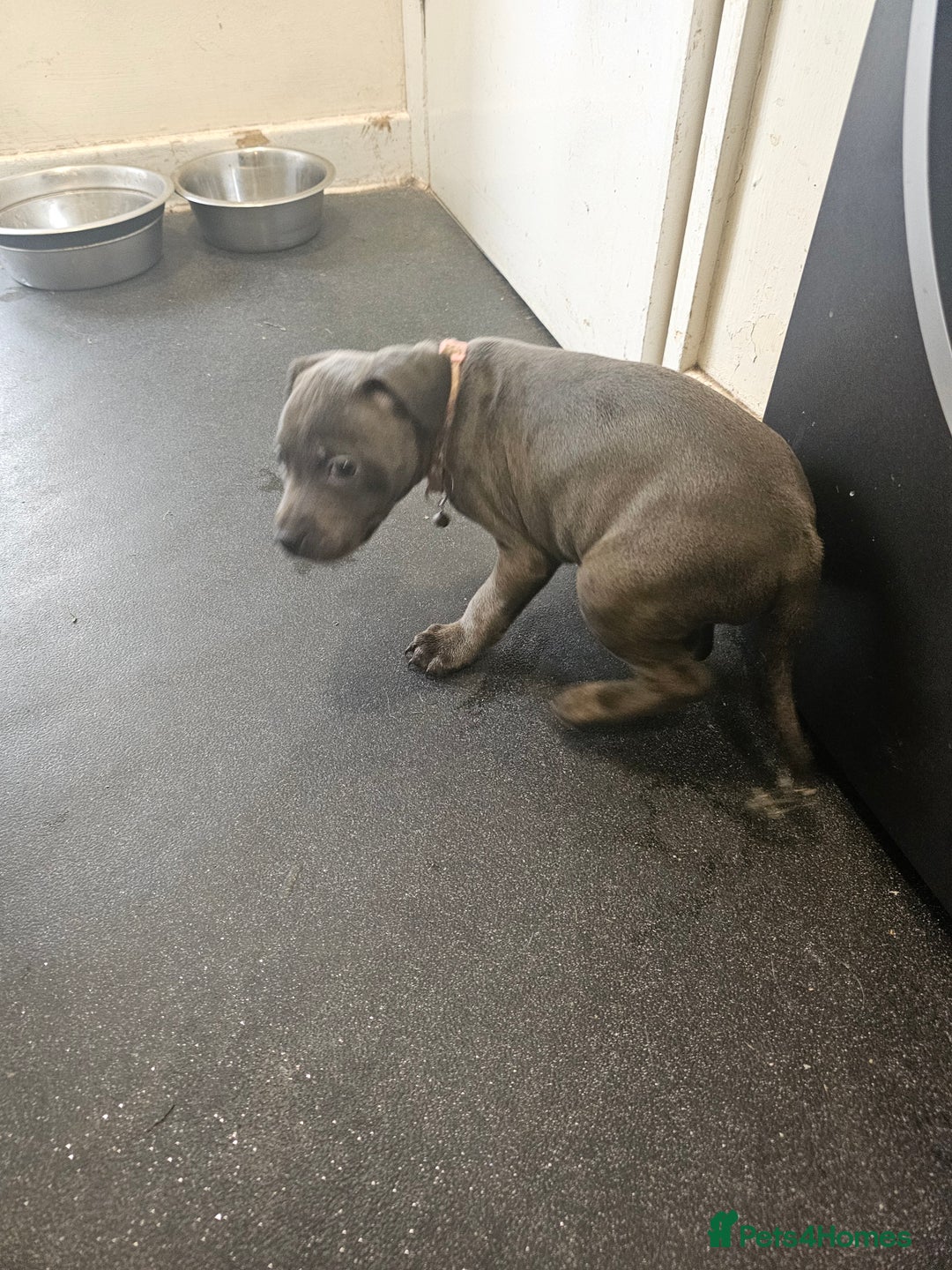 Staffordshire Bull Terrier dogs for sale: blue staffy puppies  - Image 15