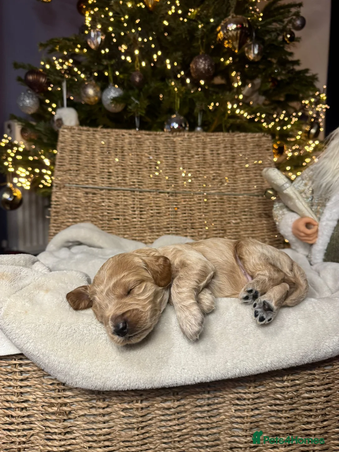 Mixed Breed dogs for sale: Stunning Irish Cockapoodledo's........ - Advert 32