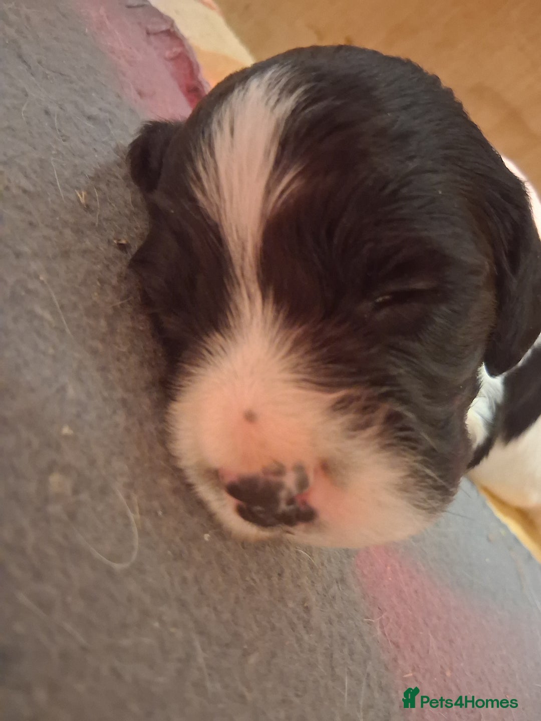 English Springer Spaniel dogs for sale: Kc Registered English Springer Spaniels for sale.  - Advert 8