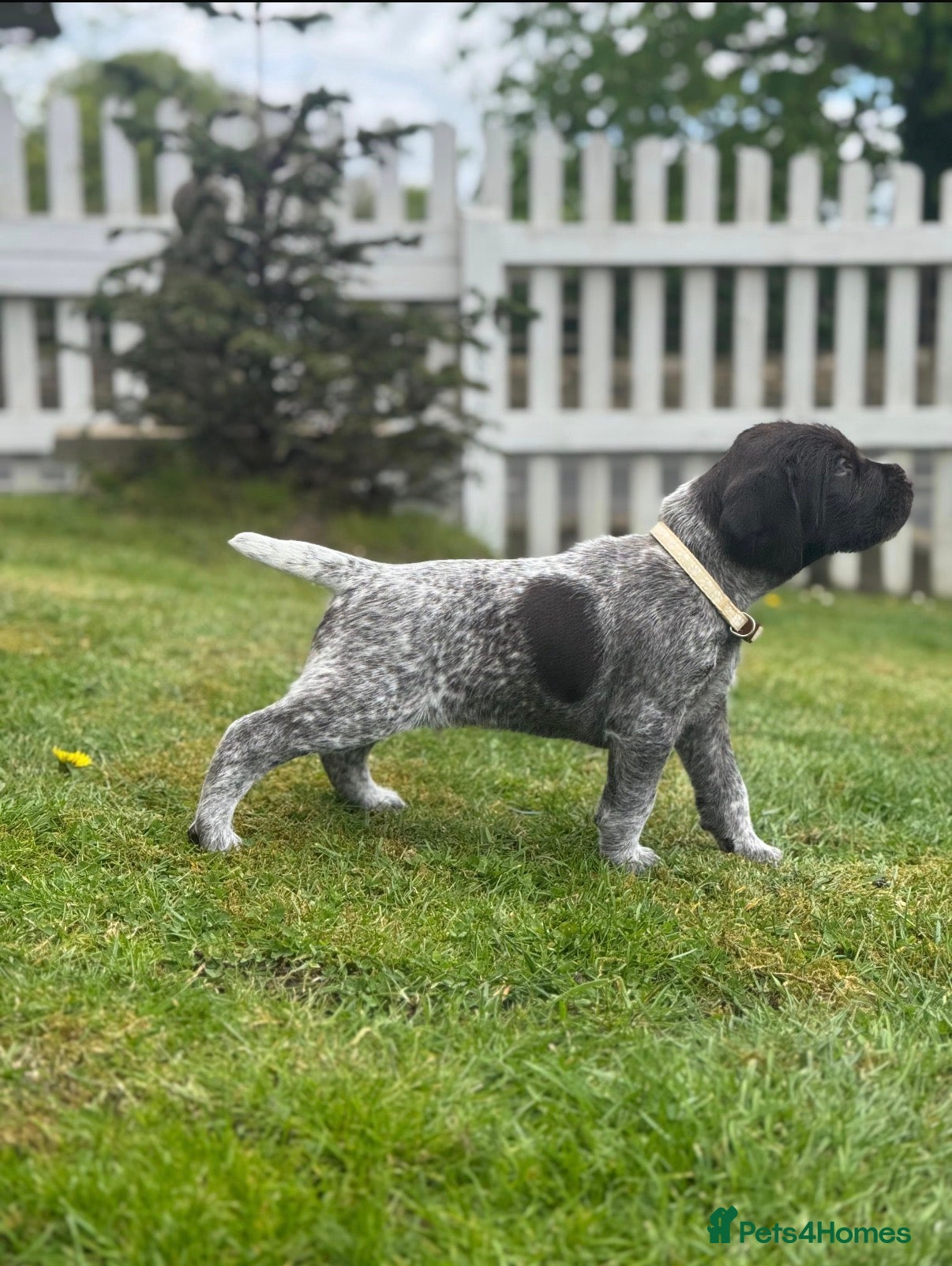 German Wirehaired Pointer dogs 4 WEEKS OLD - TWO BOYS REMAINING. KC REG GWP’s.  - Advert 12