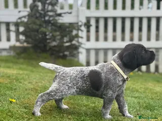 German Wirehaired Pointer dogs 4 WEEKS OLD - TWO BOYS REMAINING. KC REG GWP’s. - Advert 12