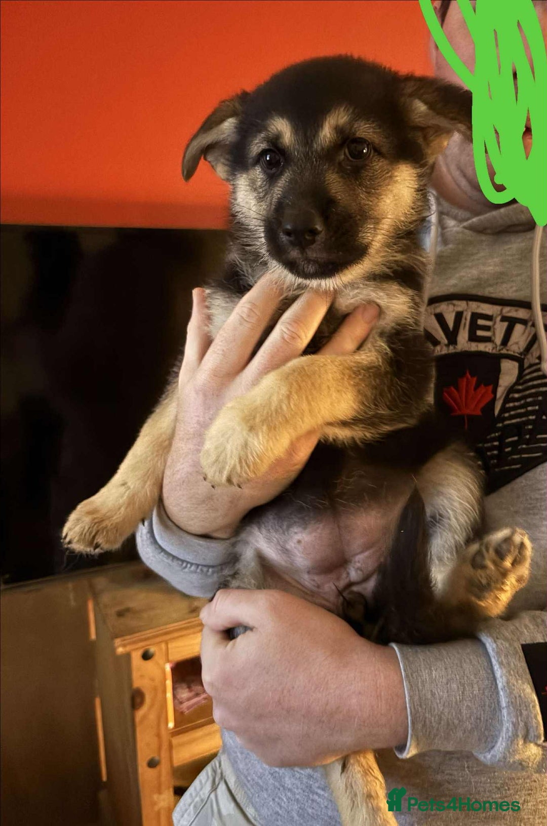 German Shepherd dogs for sale: Female German shepherd ready - Advert 3