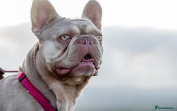 French Bulldog dogs for stud: KC New Shade Isabella Pied French Bulldog for STUD in Gunnislake - Image 7