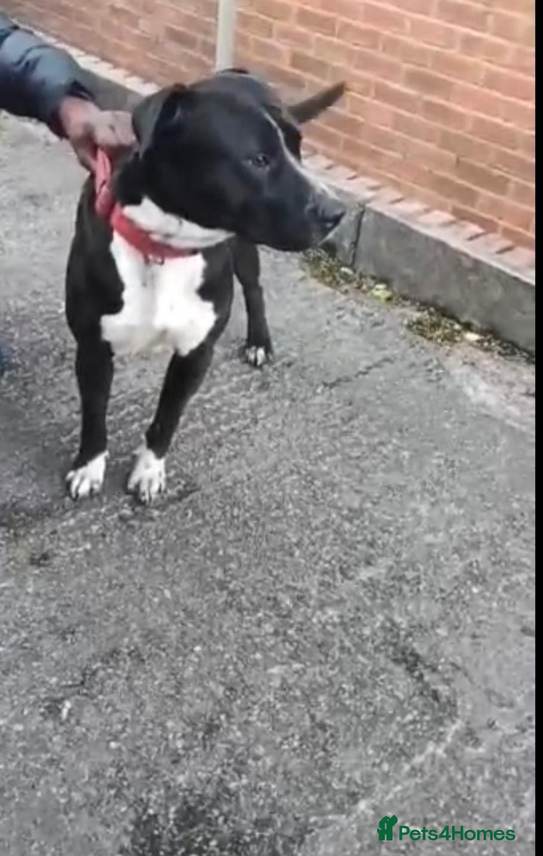 Mixed Breed dogs for sale: Presa canario x staffy - Image 6