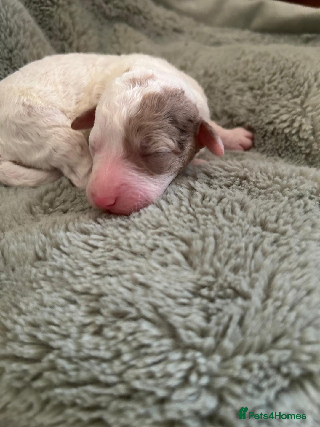 Mixed Breed dogs for sale: Australian Labradoodle Puppies - Advert 14