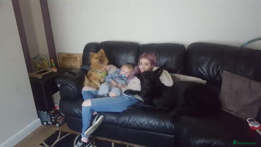 Mixed Breed dogs for adoption: 💙Dexter: 8,5 years  old Pomeranian cross💙 - Advert 8