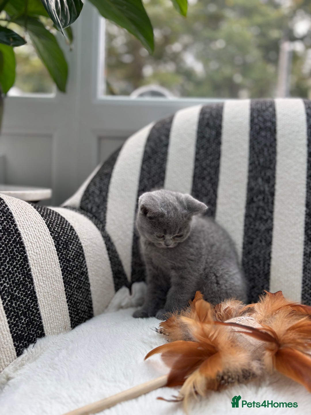 British Shorthair cats for sale: British Shorthair Kittens  - Image 19