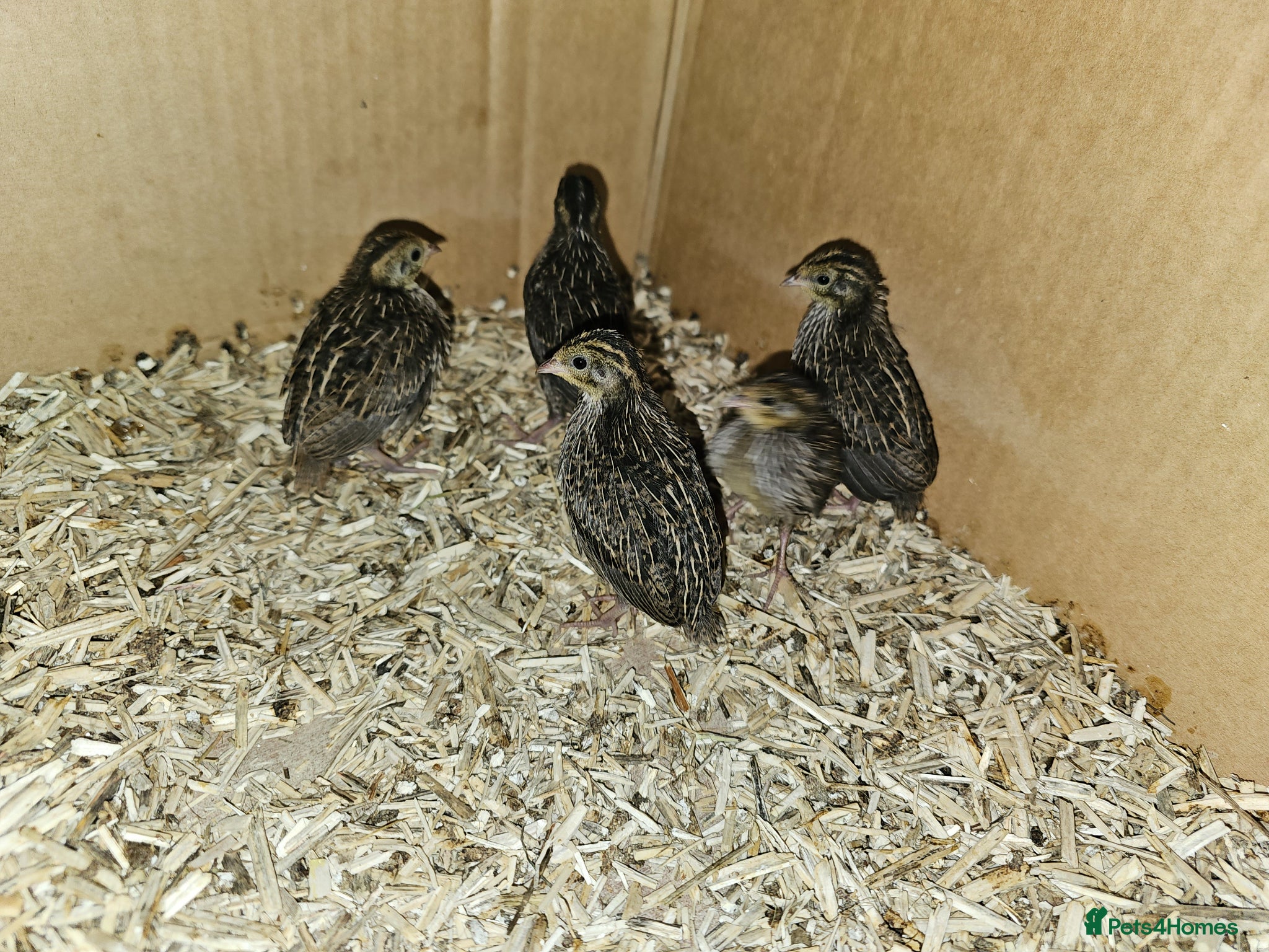 Quail poultry 5 Chinese painted quails  - Advert 1