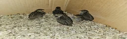Quail poultry for sale: 5 Chinese painted quails  in London - Advert 1