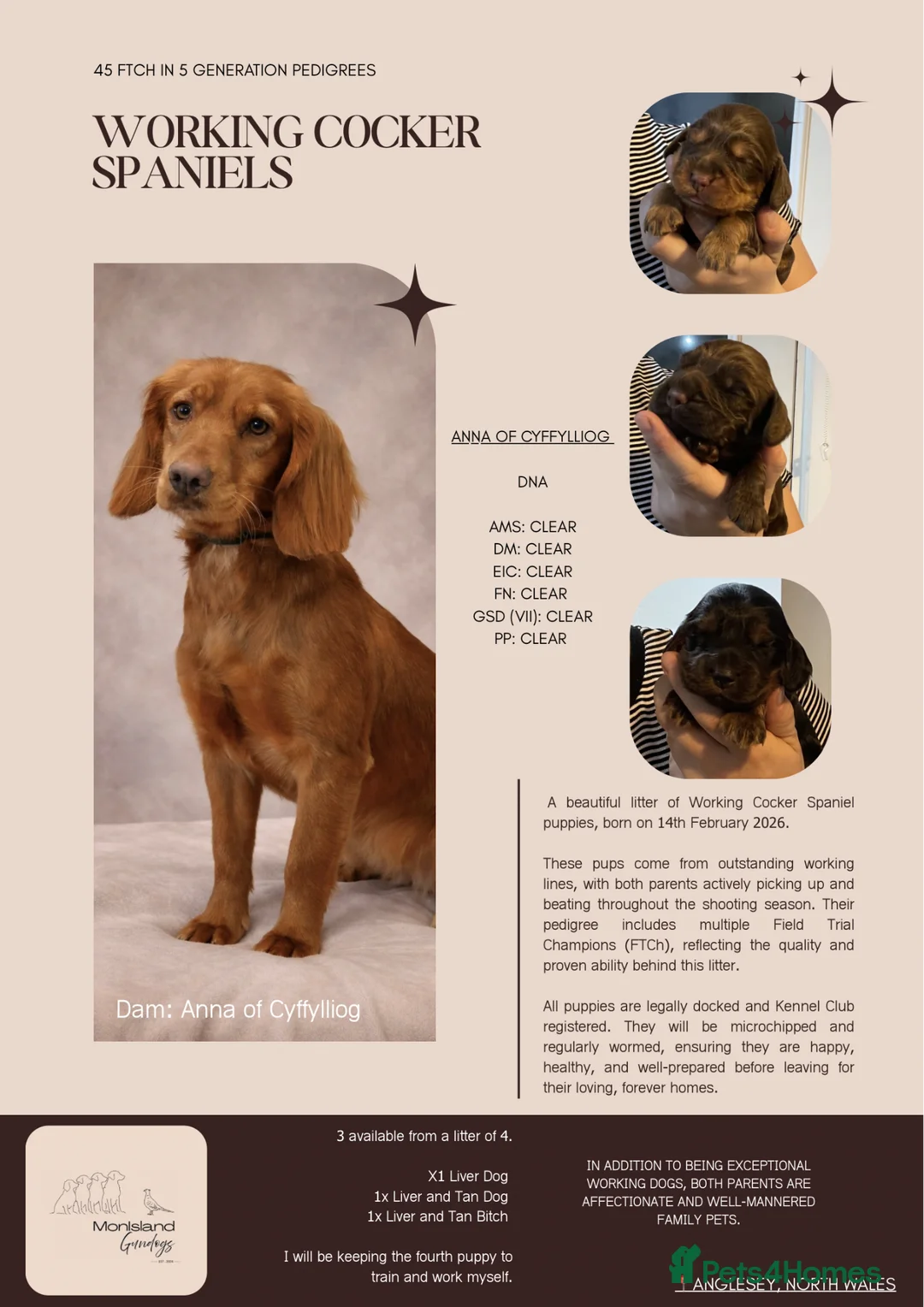 Cocker Spaniel dogs for sale: Legally docked. KC Reg. 4 Cocker spaniels.  - Advert 1