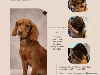 Cocker Spaniel dogs Beautiful litter of 4 Cocker spaniels. - Advert 5