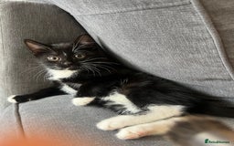Mixed Breed cats for sale: 🚨TWO BOYS URGENTLY NEEDING HOMES🚨 - Image 6
