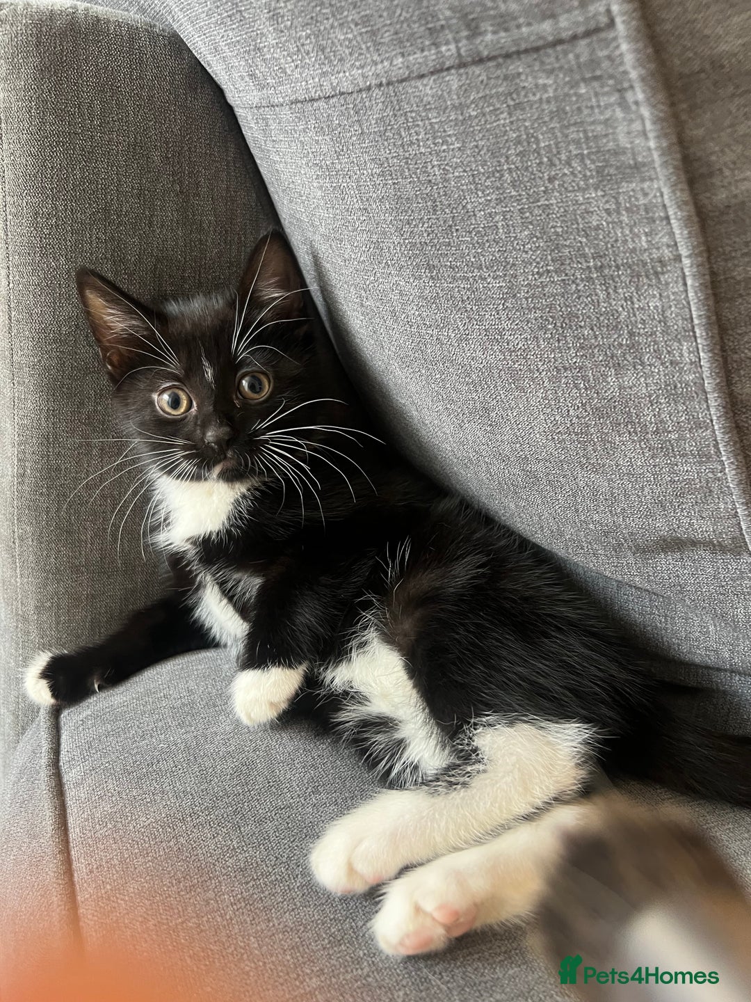 Mixed Breed cats for sale: 🚨TWO BOYS URGENTLY NEEDING HOMES🚨 - Image 6