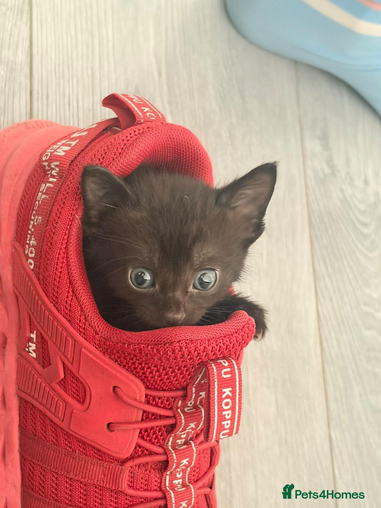 Mixed Breed cats Kittens for sale - Advert 10