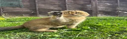 Scottish Fold cats for sale: Scottish Fold Kittens Looking for Loving Homes🏡❤️ - Advert 4