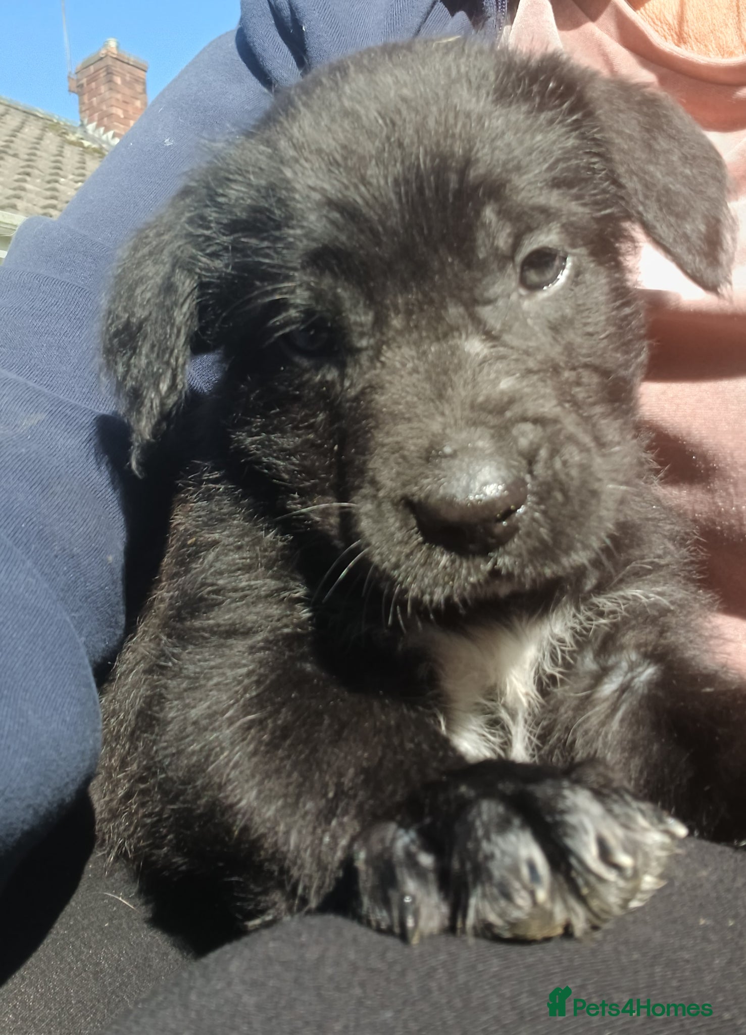 Mixed Breed dogs 1 BOY available Fluffy Cane Corso X Wheaten GreyH - Advert 6