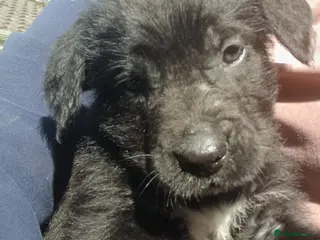 Mixed Breed dogs 1 BOY available Fluffy Cane Corso X Wheaten GreyH - Advert 6