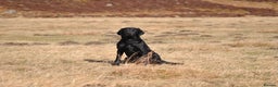 Labrador Retriever dogs for stud: Proven, KC Registered & Fully Health Tested in Laurencekirk - Advert 4