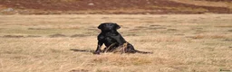 Labrador Retriever dogs for stud: Proven, KC Registered & Fully Health Tested in Laurencekirk - Advert 4