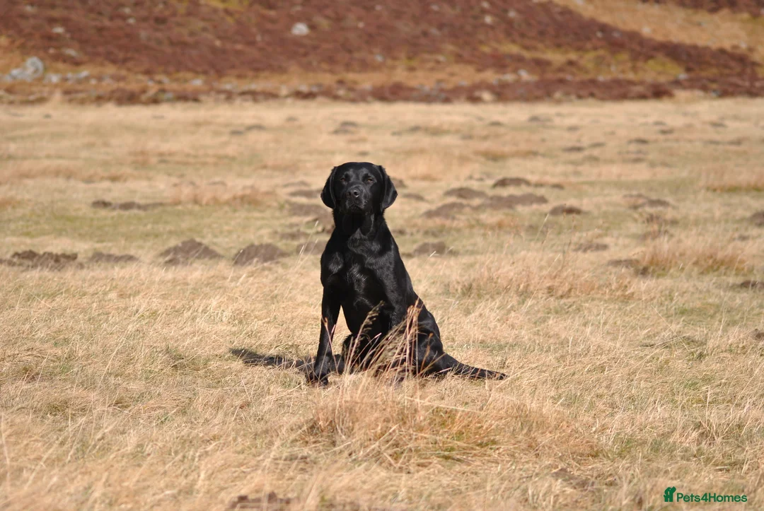 Labrador Retriever dogs for stud: Proven, KC Registered & Fully Health Tested in Laurencekirk - Advert 4