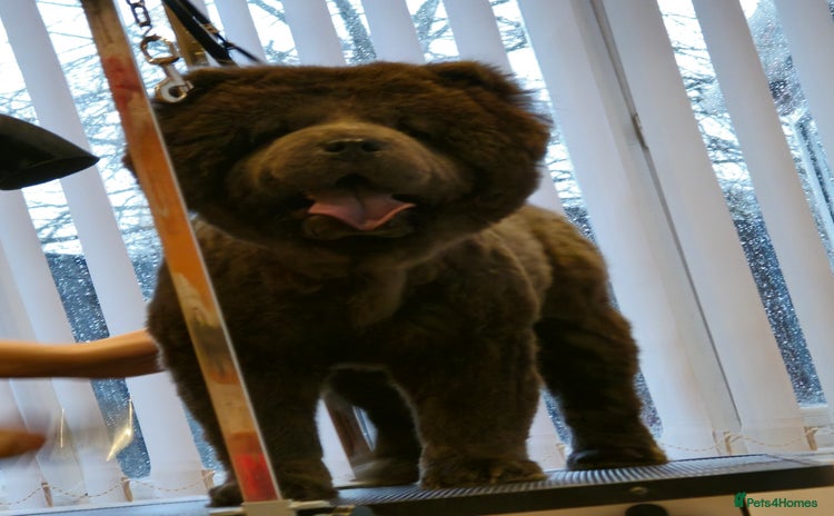 Chow Chow dogs - Advert 13