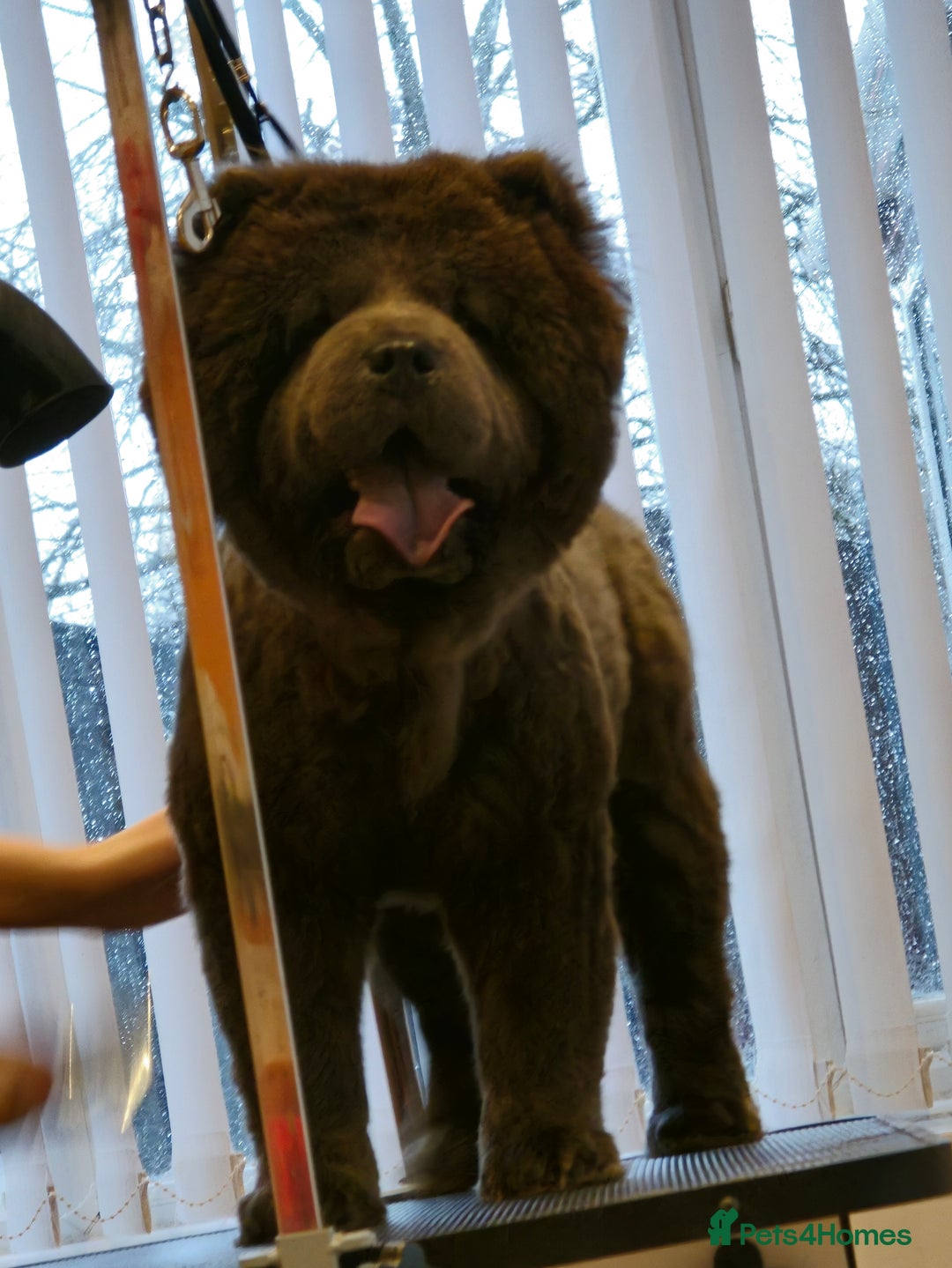 Chow Chow dogs for sale: Female chow chow  - Image 1