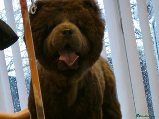 Chow Chow dogs - Advert 24