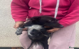 Mixed Breed dogs for adoption: Meet KATIA, a Gentle Little Girl for a Loving Home - Image 14