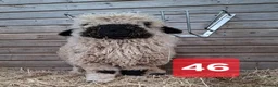 Sheep livestock for sale: Valais Blacknose Sheep, Lambs ewes & wethers - Advert 4