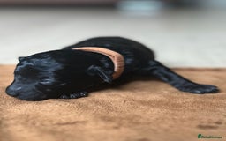 Toy Poodle dogs for sale: Red & black toy poodles  - Image 9