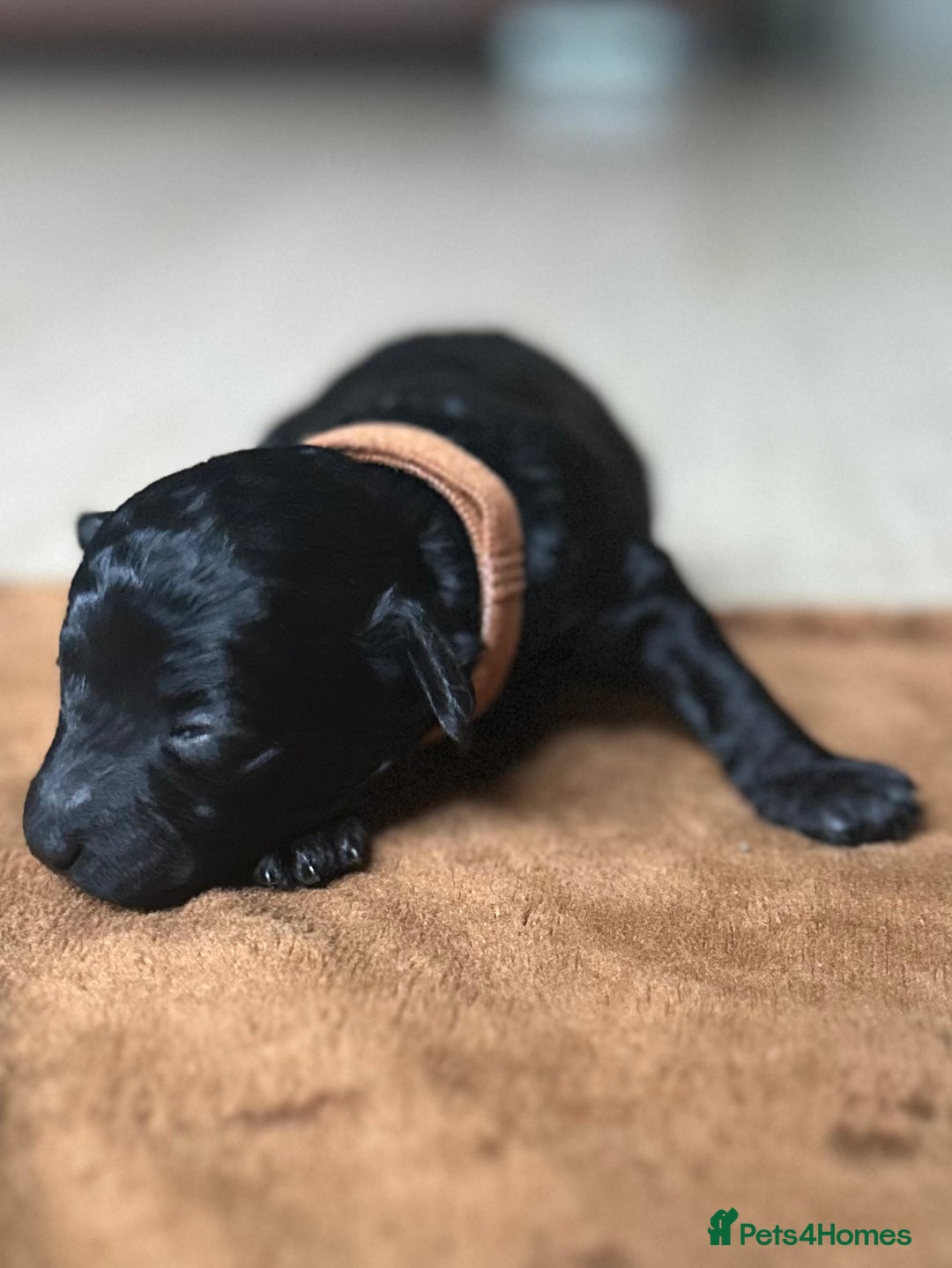 Toy Poodle dogs for sale: Red & black toy poodles  - Image 9