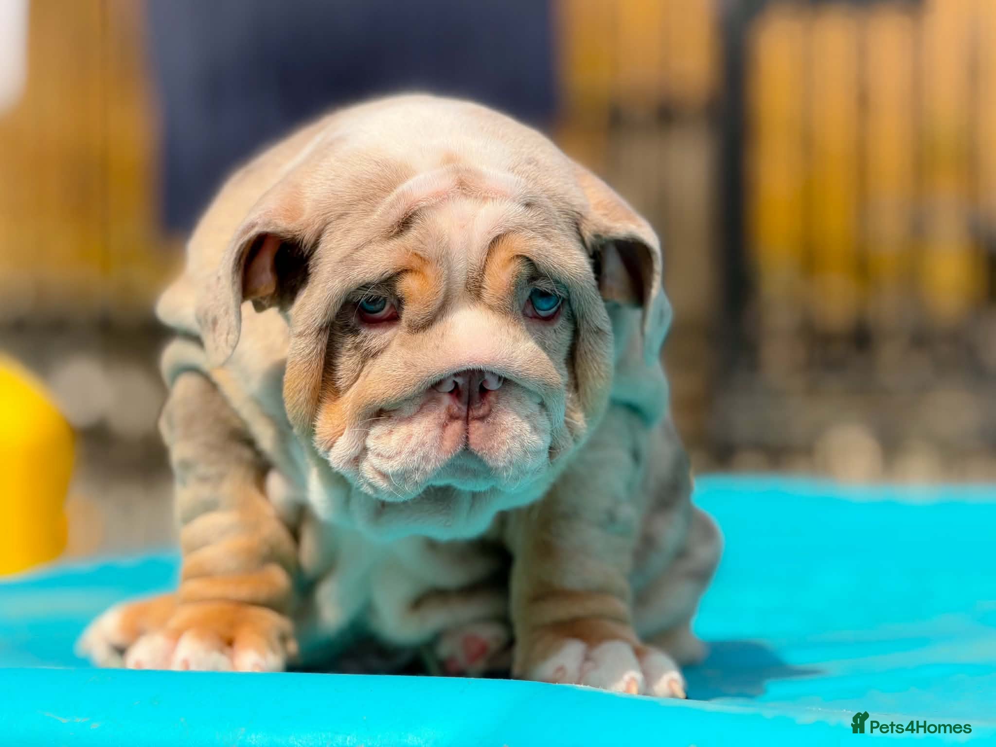 English Bulldog dogs 🐾 Honey x Mr Muscle pups 🐾‼️ - Advert 6