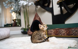 Bengal cats for sale: BABETTE-LAST available girl from the litter-TICA  - Image 27