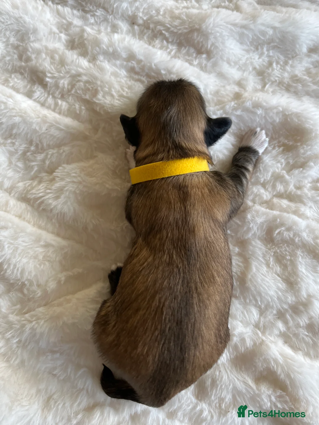 Lhasa Apso dogs for sale: Lhasa apso puppies for sale 🐶🐶🐶 - Advert 2