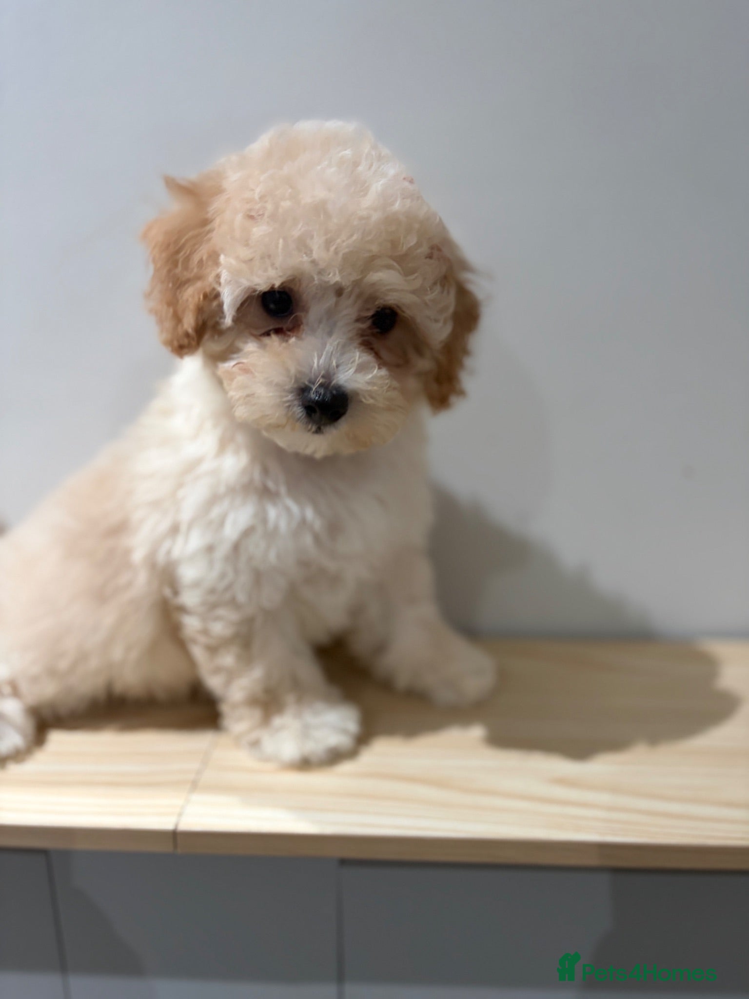 Poochon dogs Cute litter of puppies  - Advert 1