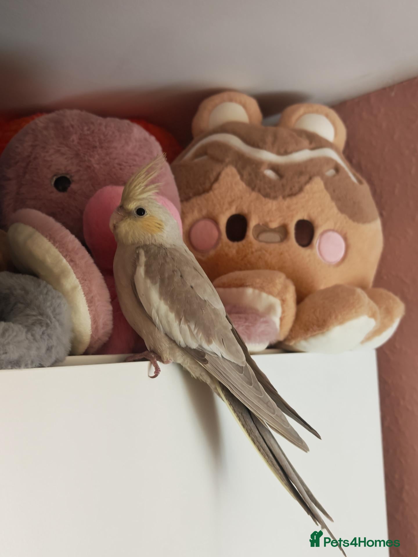 Cockatiels birds for sale: Cockatiels - Advert 5