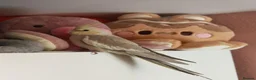 Cockatiels birds for sale: Cockatiels in Chesterfield - Advert 1