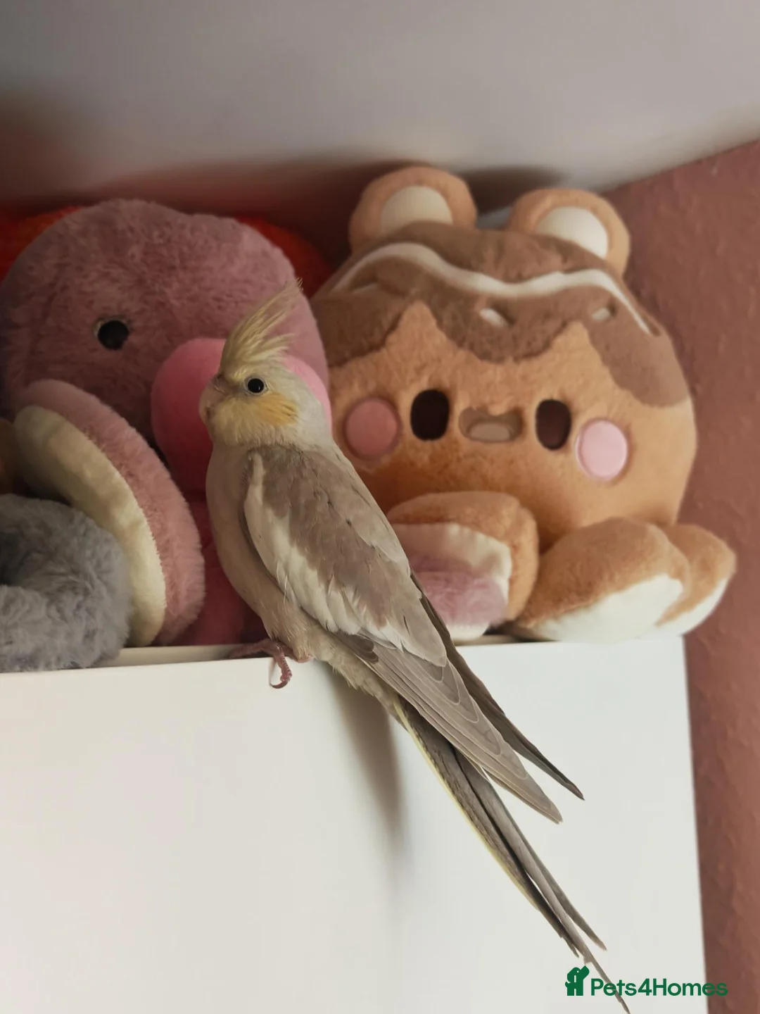 Cockatiels birds for sale: Cockatiels in Chesterfield - Advert 1